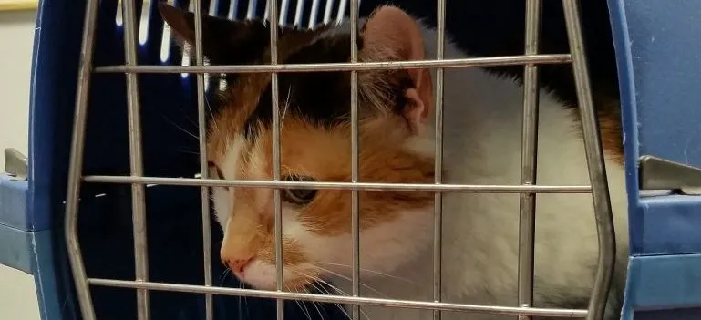 a cat in a carrier