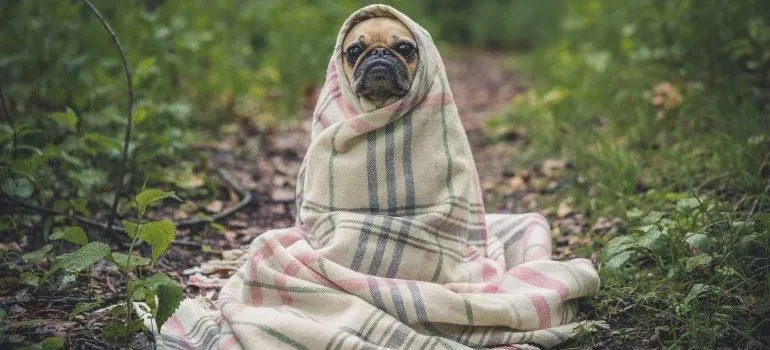 a dog