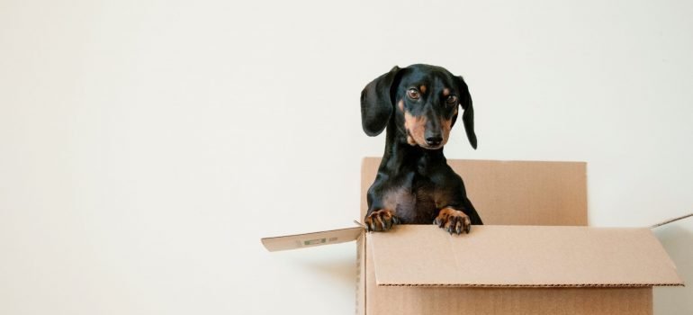 un perro en una caja