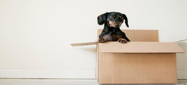 -un perro en una caja de mudanza