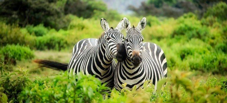 Zebras you can see at Houston zoo if you spend your first week in Houston being a tourist.