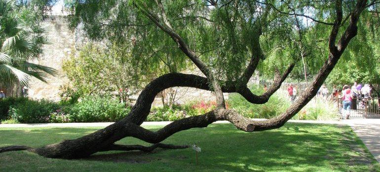 A park in San Antonio