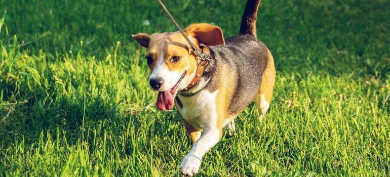 marrón-negro-y-beagle-a pie-en-verde-hierba