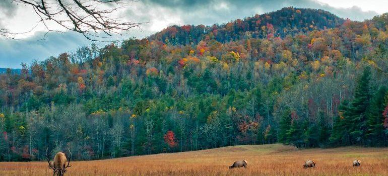 A meadow near mountains in North Carolina.