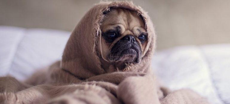 cutte cachorro envuelto en una manta