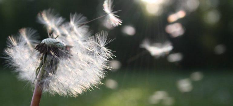 una blanca flor de diente de león 