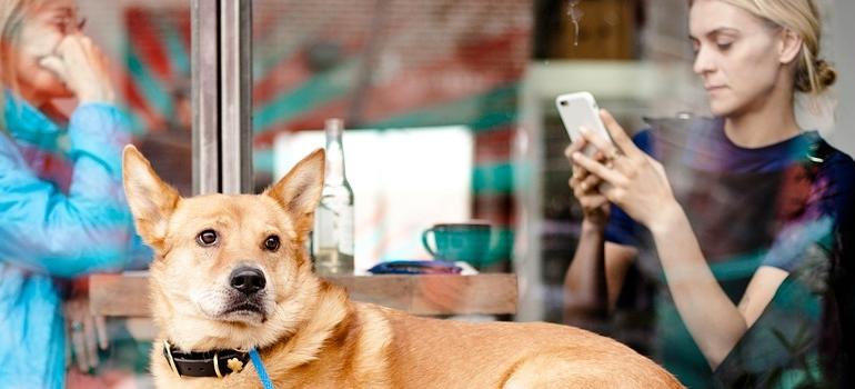 un perro en un restaurante