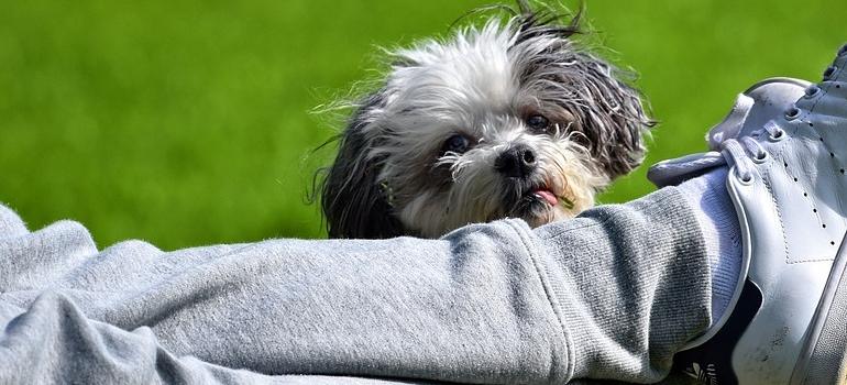 un perro y su dueño