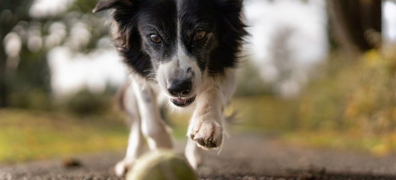 Perro jugando con una pelota de tenis