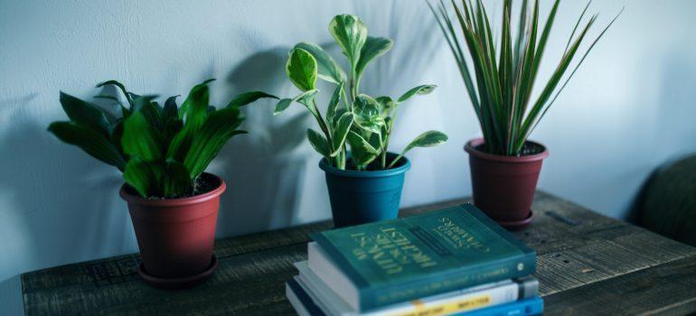 Tabla Extra y plantas siempre son una buena idea a la luz de la habitación