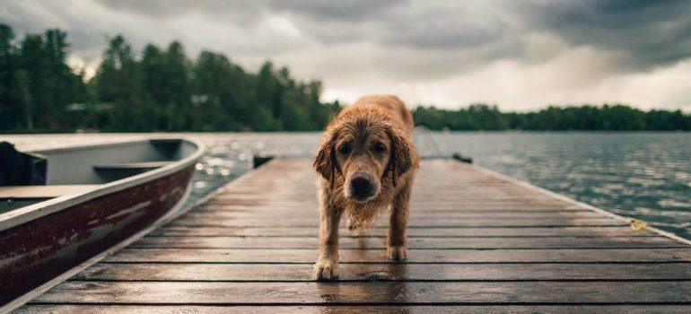 Dog who went for a swim