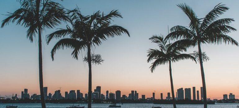 Warm Florida Weather, Palm Trees and a city in the distance