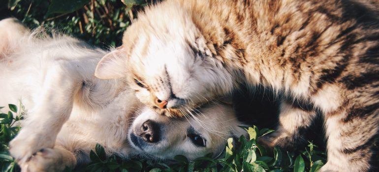 dog and cat cuddling