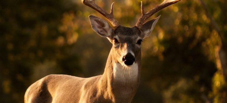 a deer on the field