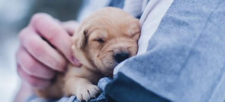 A man holding a puppy