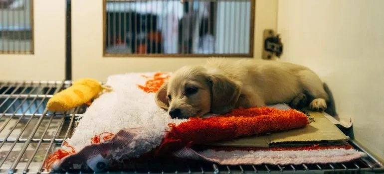 puppy at the veterinary center