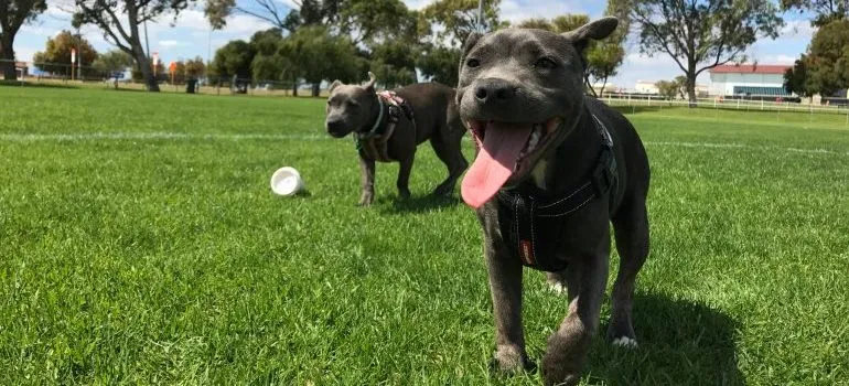 Two dogs playing in a dog park
