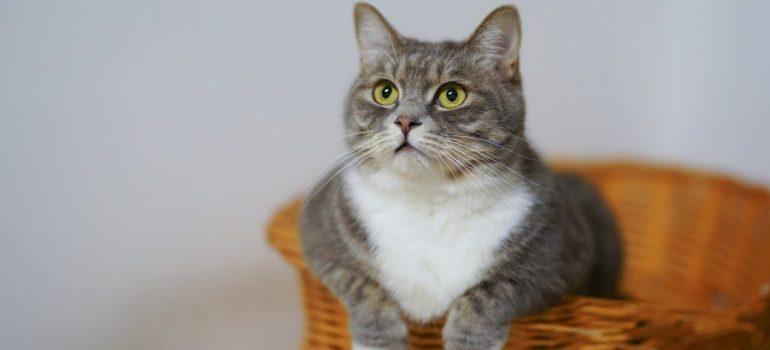 a white and gray cat sitting in a basket