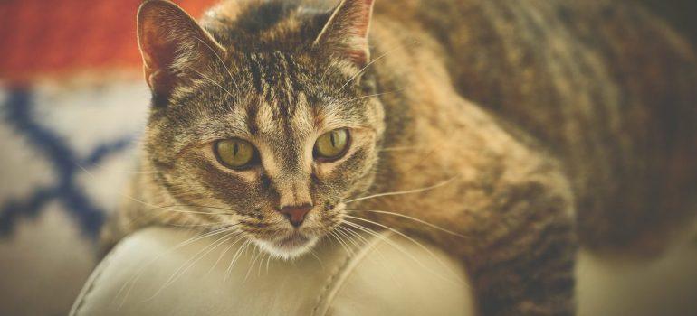 a brown cat lying on a beige surface as the owner is preparing for moving with a cat