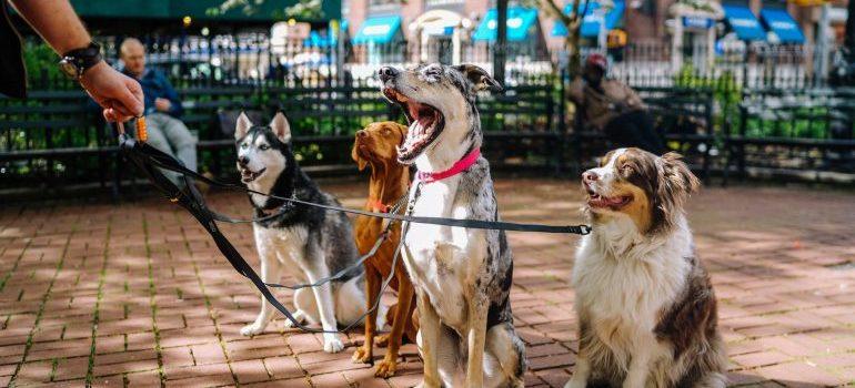 Cuatro perros en un paseo en Central Park 