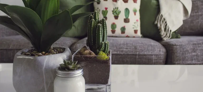 Plants on the table