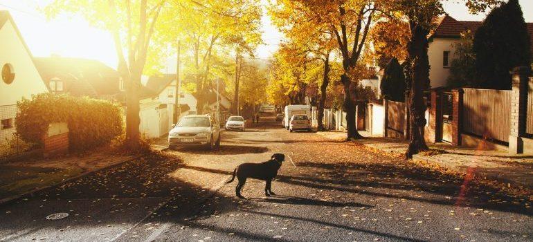 a dog in the street