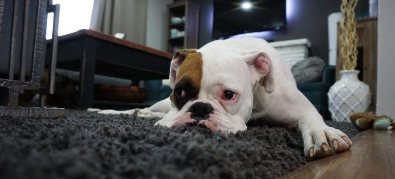 Dog laying on the carpet in the living room.