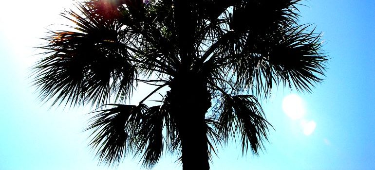 palm trees in Florida are something you may miss when you move