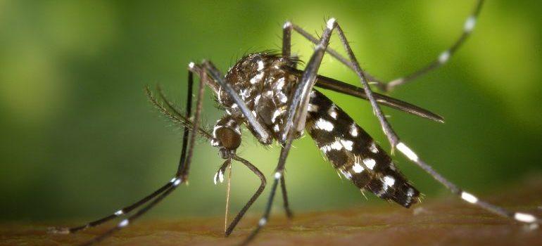 mosquito biting a hand