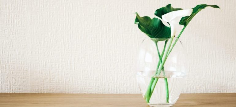 Green plant in glass vase