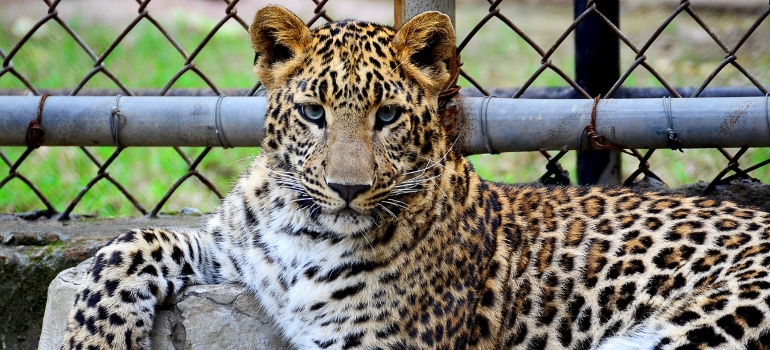 un tigre en el zoológico como una de las cosas que el amor en Colón