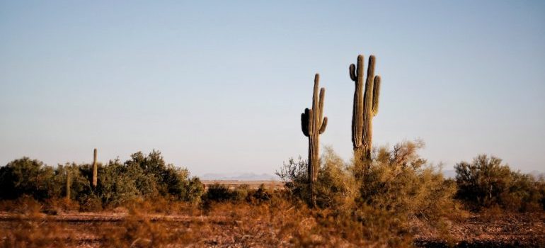 Cactus in desert, representing things people miss after moving from Texas