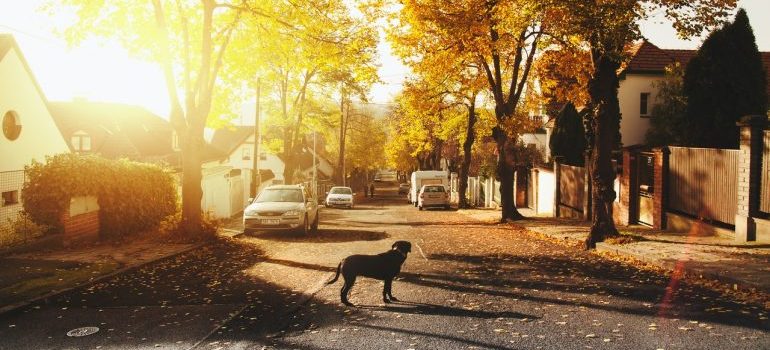 dog in the street