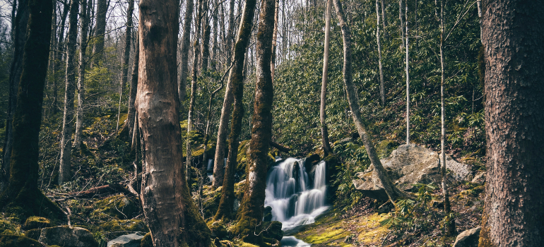 Impresionante cascada en un bosque en Townsend, Tennessee.
