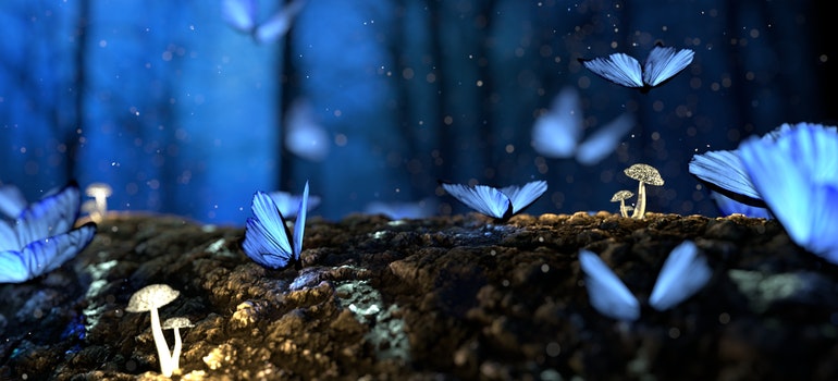 Blue butterflies and mushrooms