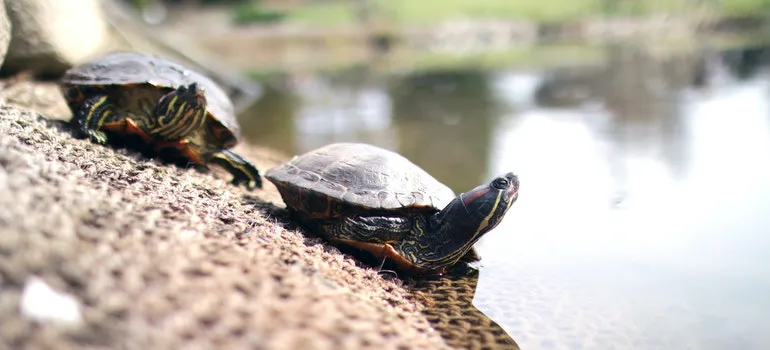 Las tortugas, al lado del cuerpo de agua