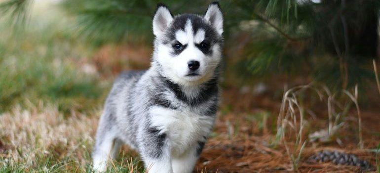 Husky siberiano al aire libre