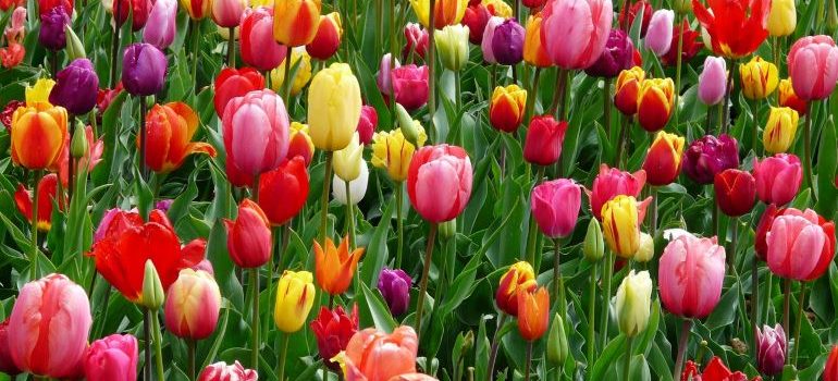 tulips in the field