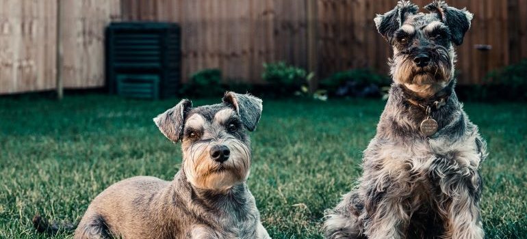 dos perros en un patio trasero 