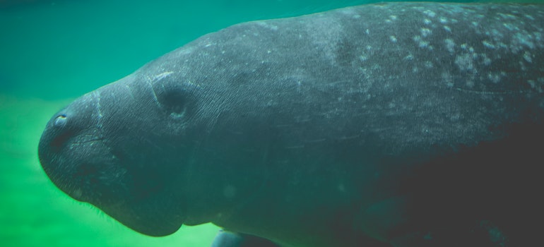 Manatee in water