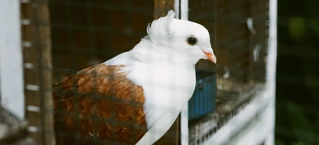 Un pájaro después de la adaptación de traslado de larga distancia