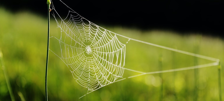 una tela de araña
