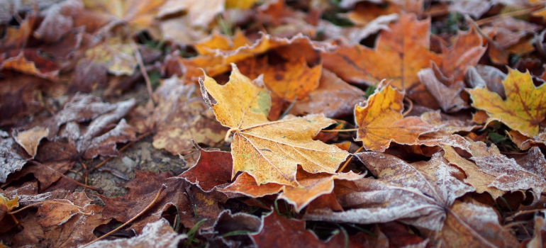 leaves on the ground as a part of Ohio or Georgia guide