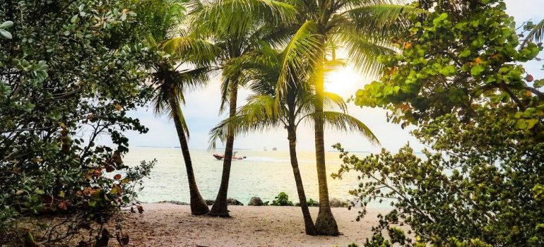 palm trees at the beach