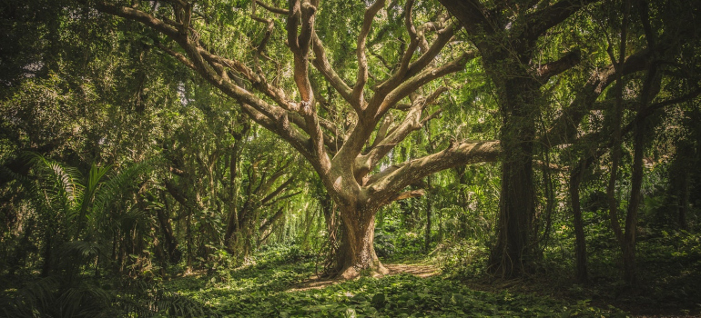 forest in Georgia