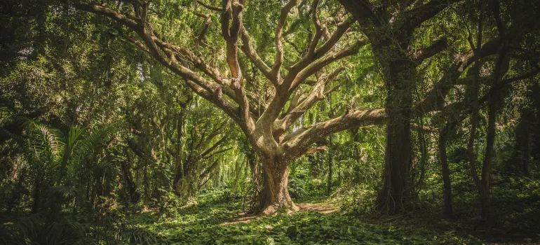bosque en Georgia