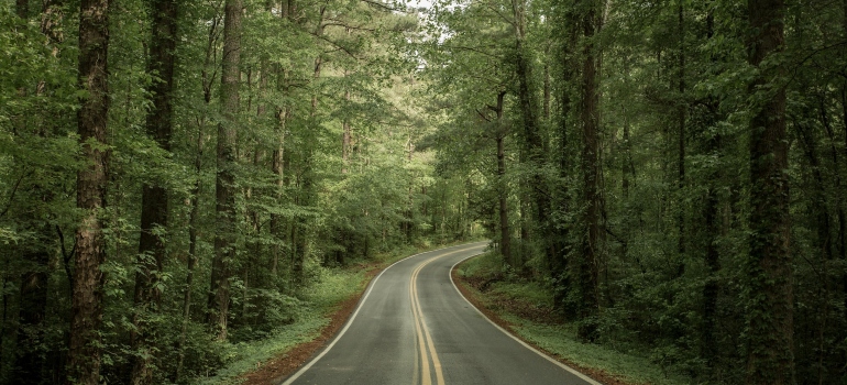 a road in the forest