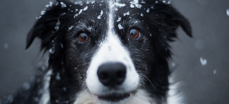 black and white dog 