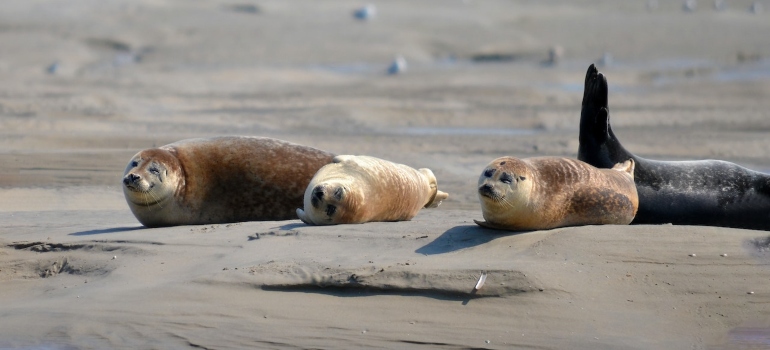 Los sellos en la playa