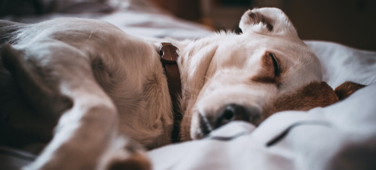 Dog sleeping in warm bed, key step in Moving Pets to Different Climates